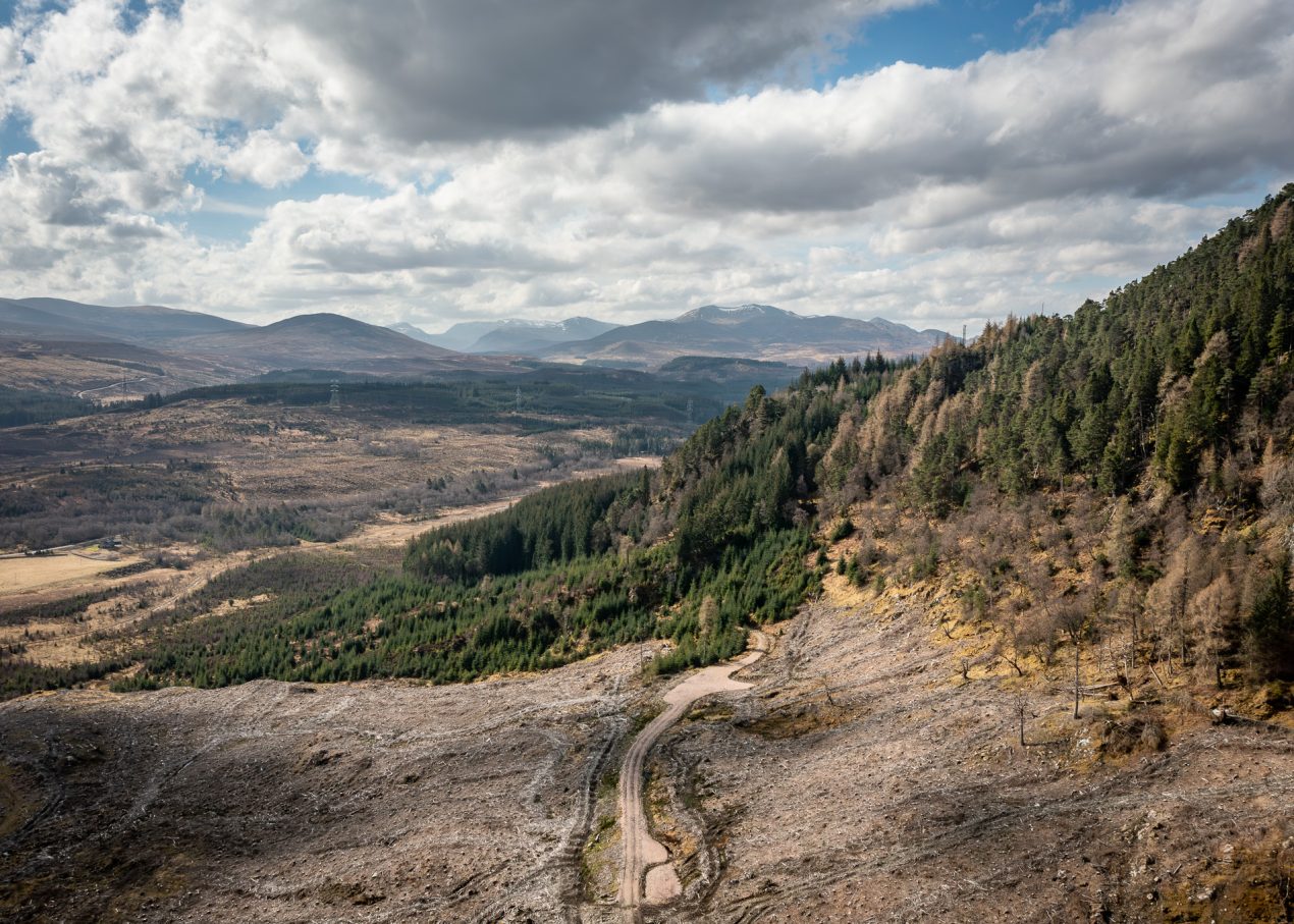 Clear Cut